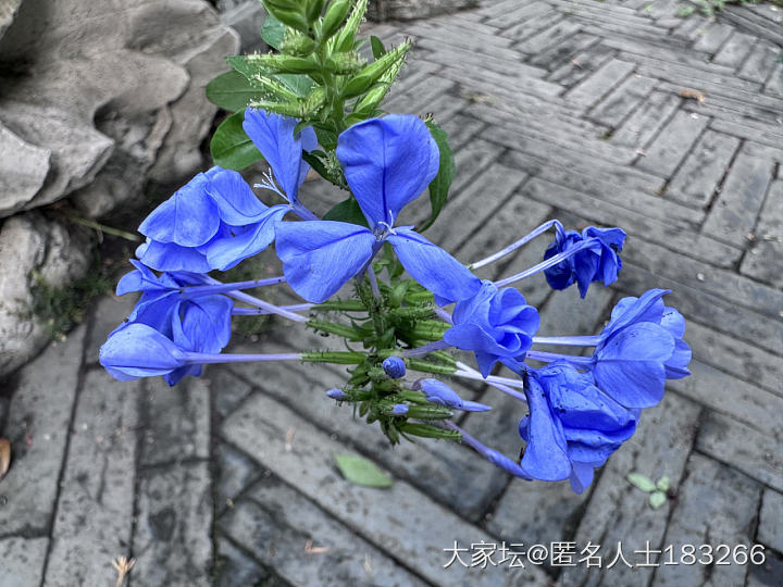 小院中的紫色_闲聊植物