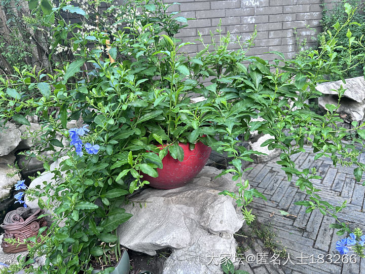 小院中的紫色_闲聊植物