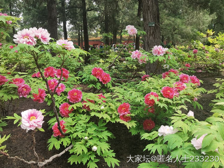 太冷了，牡丹比每年晚开了一个月_花