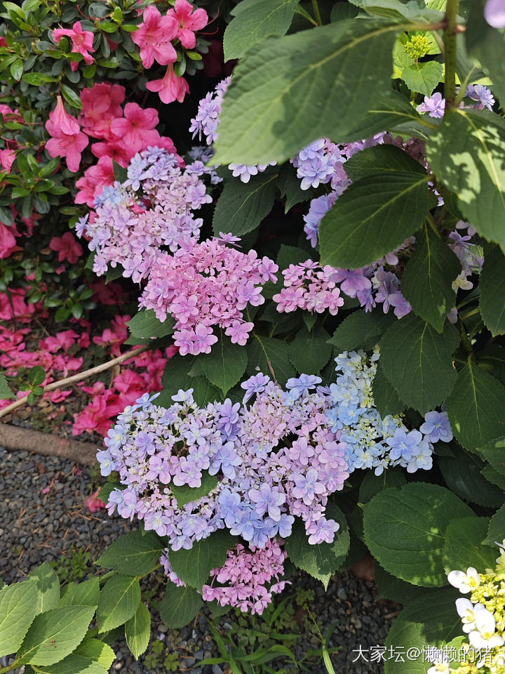 绣球花开无尽夏_花
