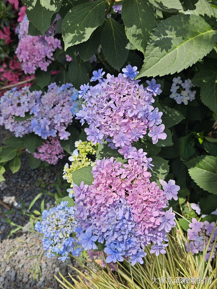 绣球花开无尽夏_花