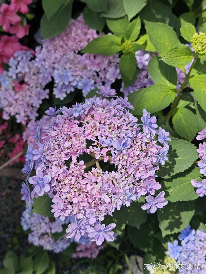 绣球花开无尽夏_花