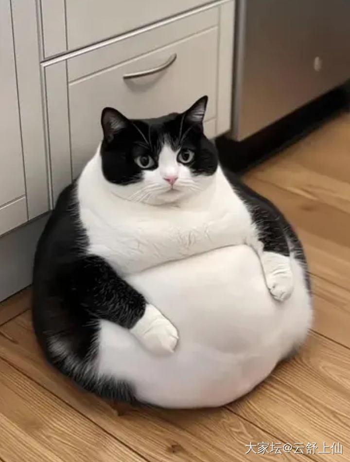 大家用的啥自动猫砂盆？_猫