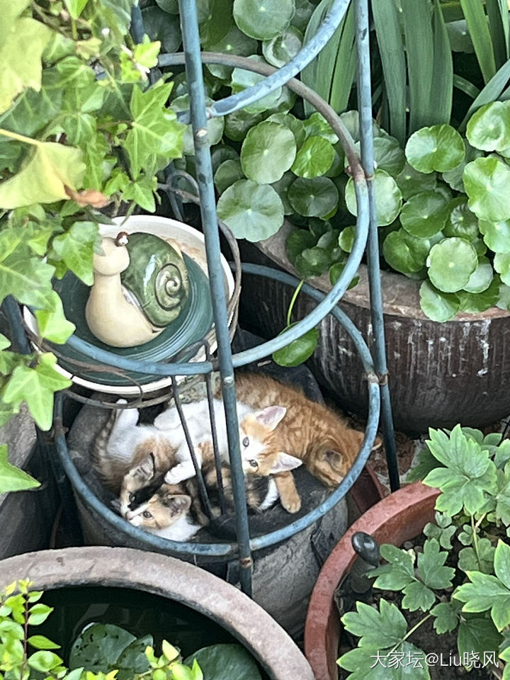 静止游戏吗？_猫