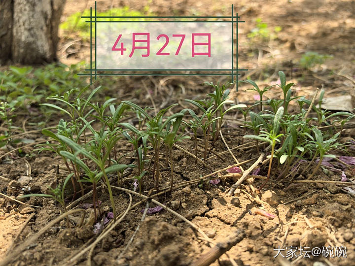 还记得4月种下的🌸么？_植物