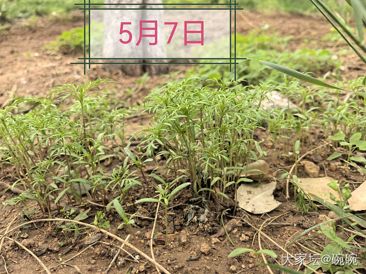还记得4月种下的🌸么？_植物