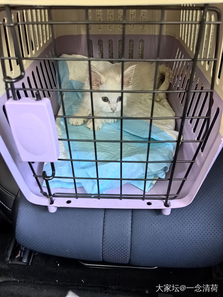 救的小猫身上有粑粑怎么办_猫