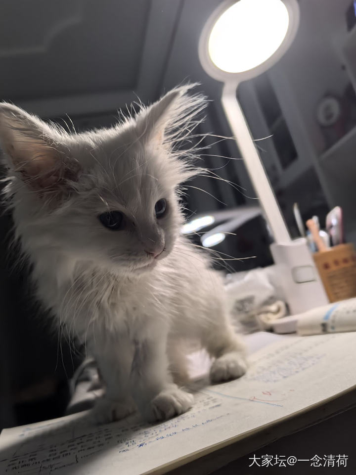 救的小猫身上有粑粑怎么办_猫