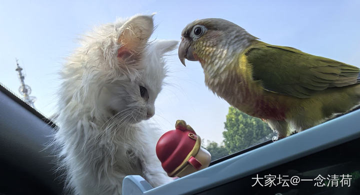 救的小猫身上有粑粑怎么办_猫