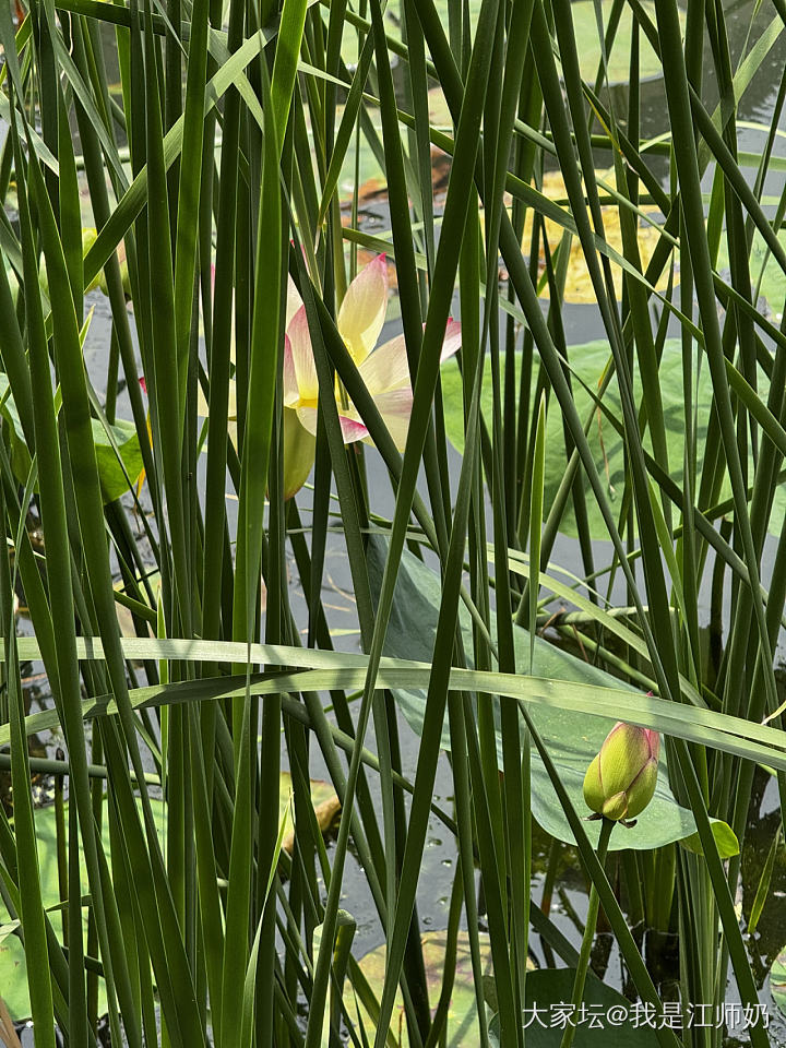 2025年夏天的第一波荷花。_铂