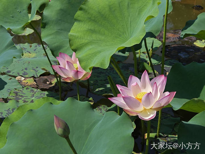 2025年夏天的第一波荷花。_铂