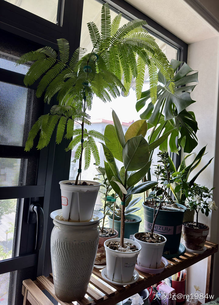 密叶猴耳环_植物