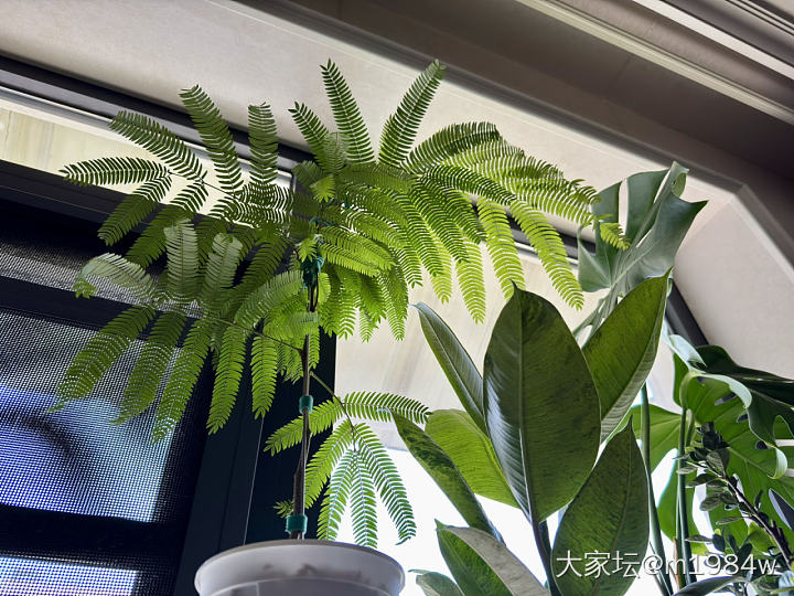 密叶猴耳环_植物