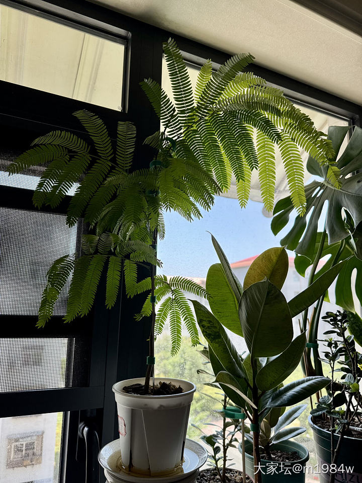 密叶猴耳环_植物