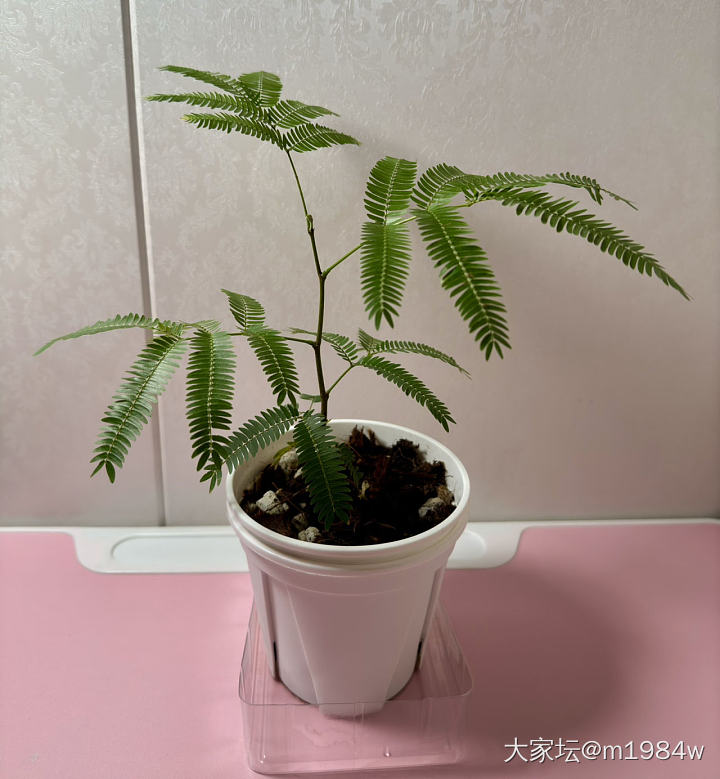 密叶猴耳环_植物