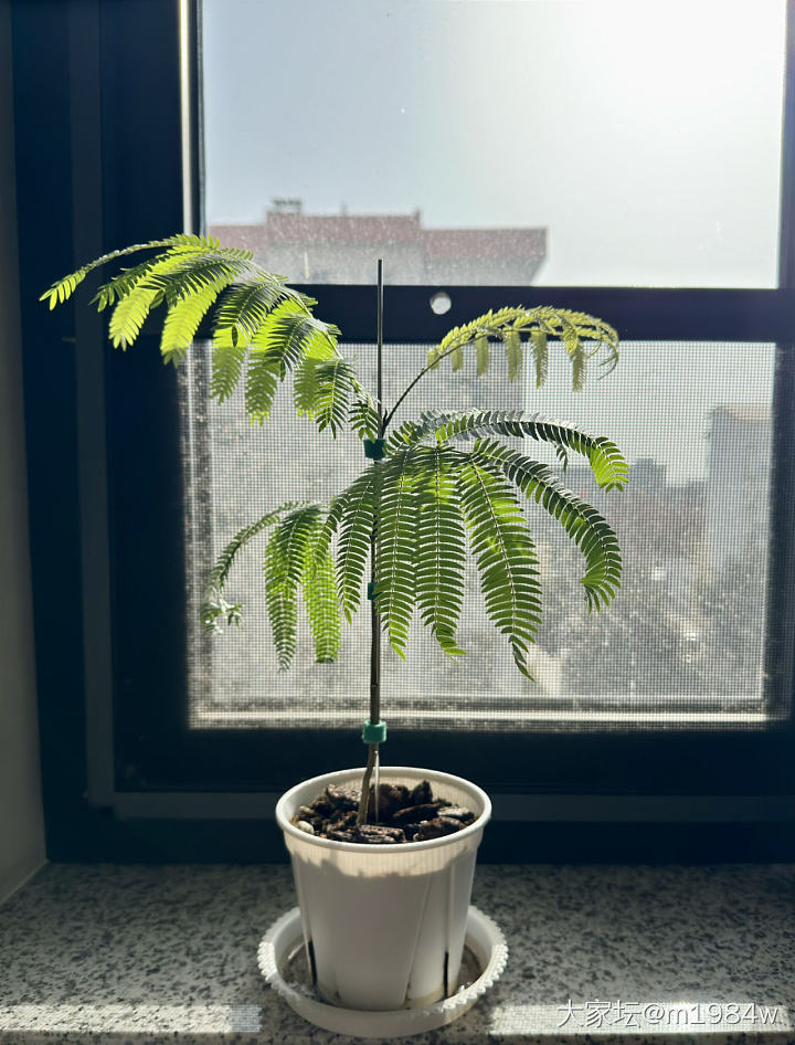 密叶猴耳环_植物