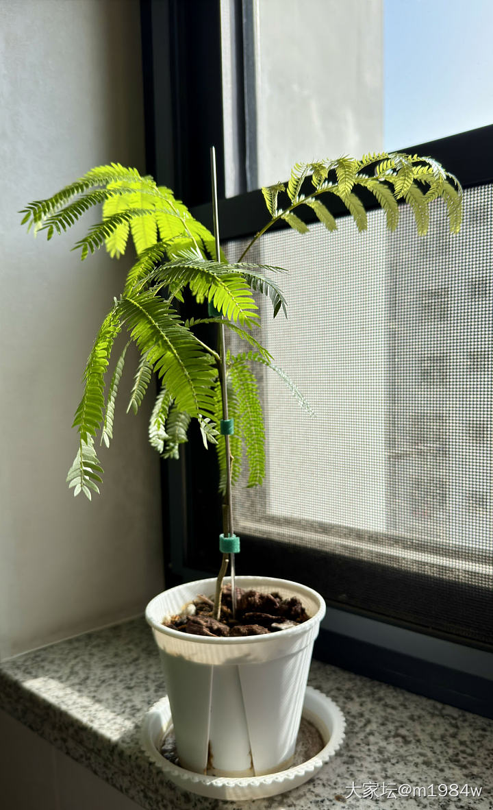 密叶猴耳环_植物