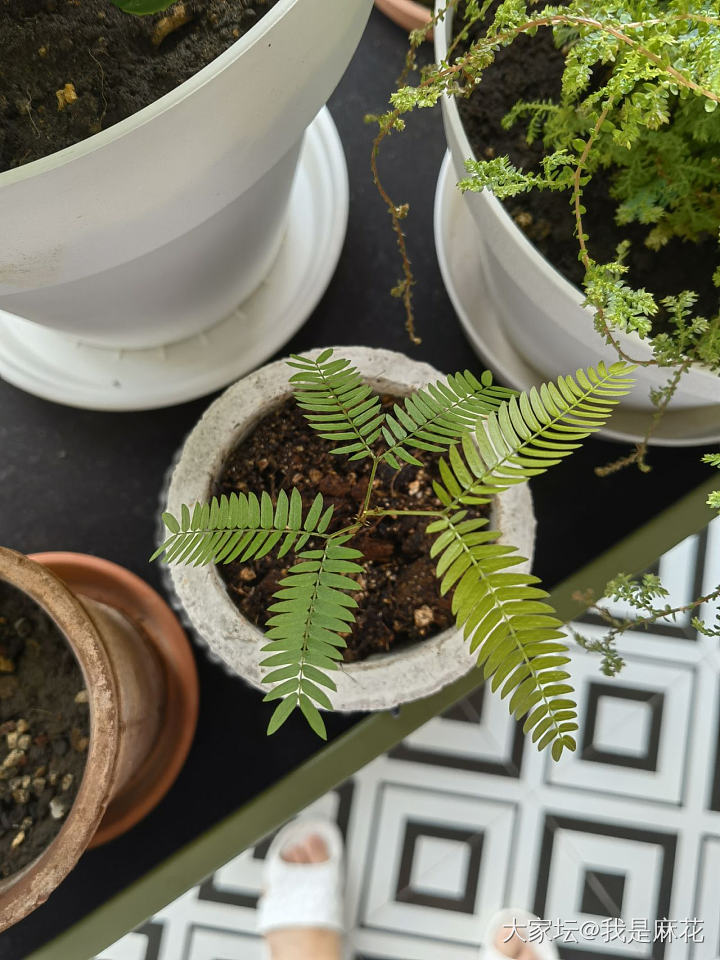 密叶猴耳环_植物