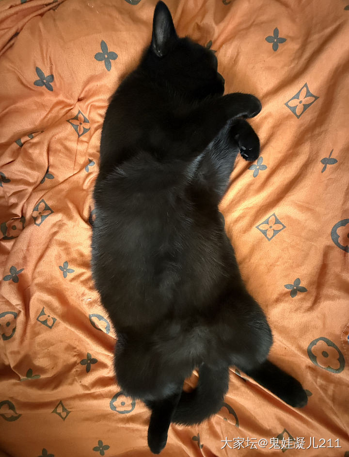 真想给它找个班上_猫宠物