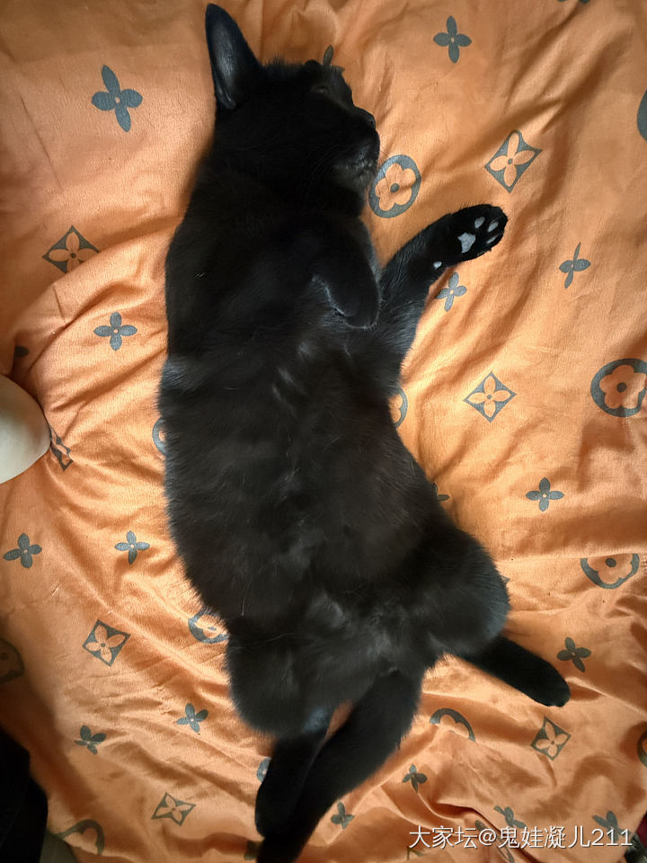 真想给它找个班上_猫宠物