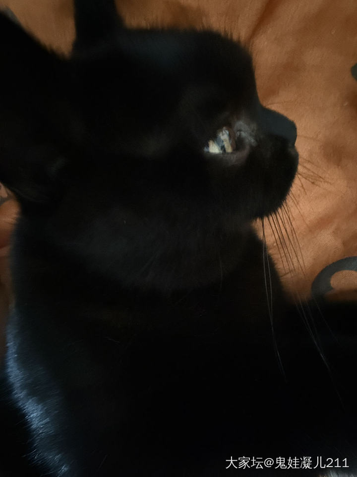 真想给它找个班上_猫宠物