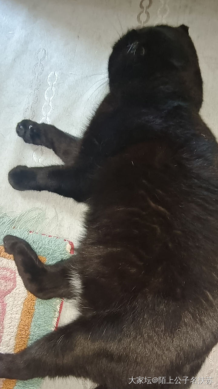 真想给它找个班上_猫宠物
