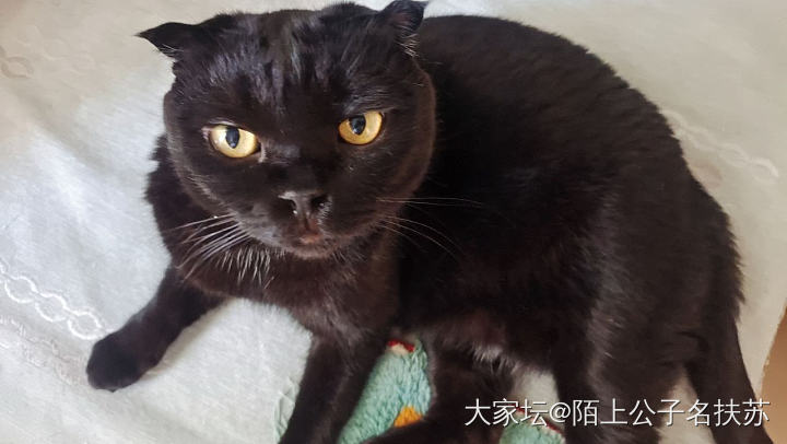 真想给它找个班上_猫宠物