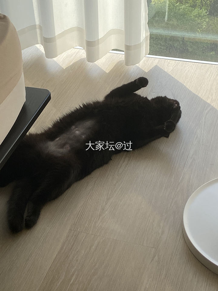 真想给它找个班上_猫宠物