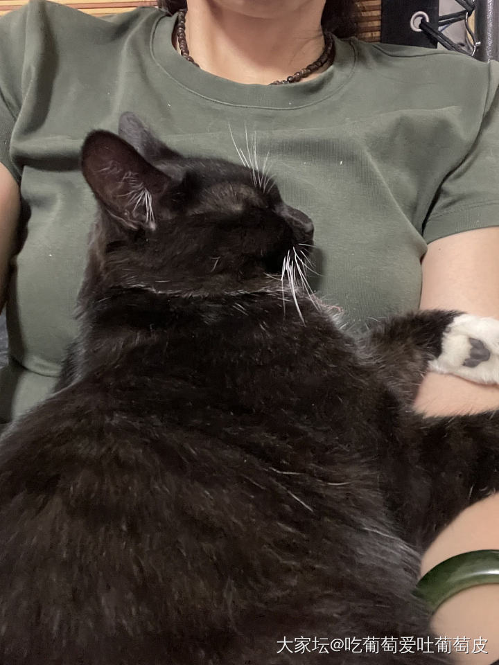 真想给它找个班上_猫宠物