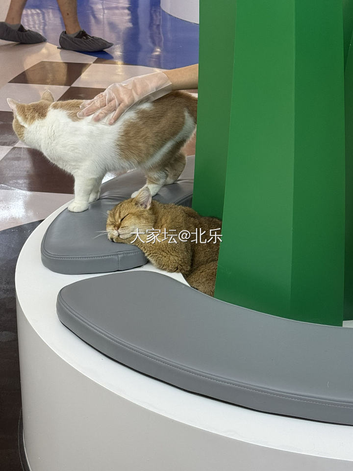 什么时候能躺平？_闲聊
