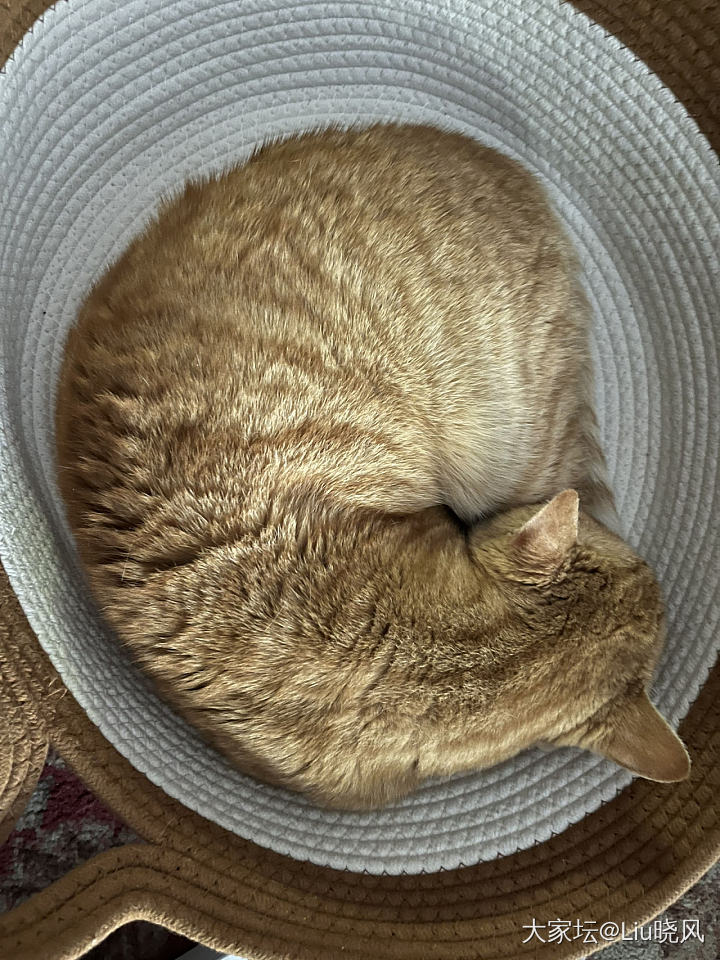 这是谢礼吗？_猫