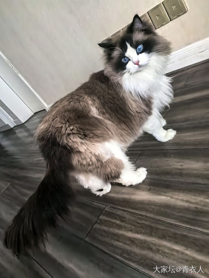肥猫多多～