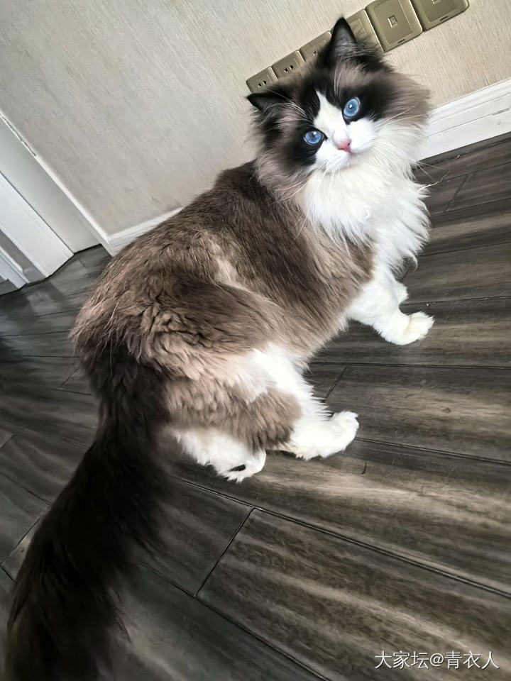 肥猫多多～