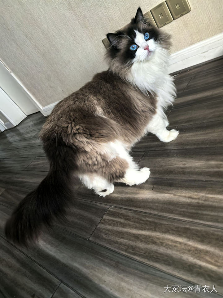 肥猫多多～