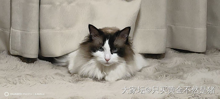 喊半天没找到在哪，回头突然发现露出一颗猫猫头😄_猫