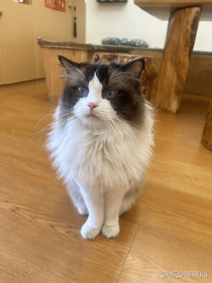 肥猫多多～