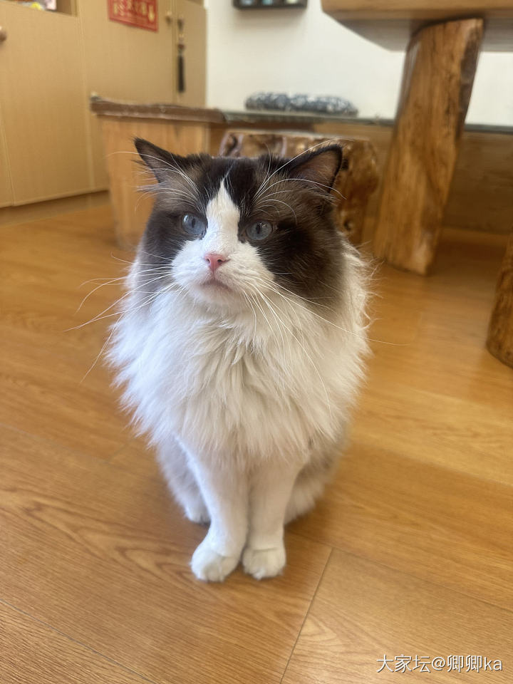 肥猫多多～