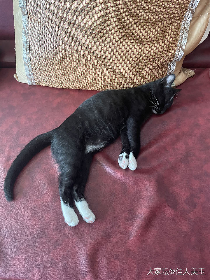喊半天没找到在哪，回头突然发现露出一颗猫猫头😄_猫
