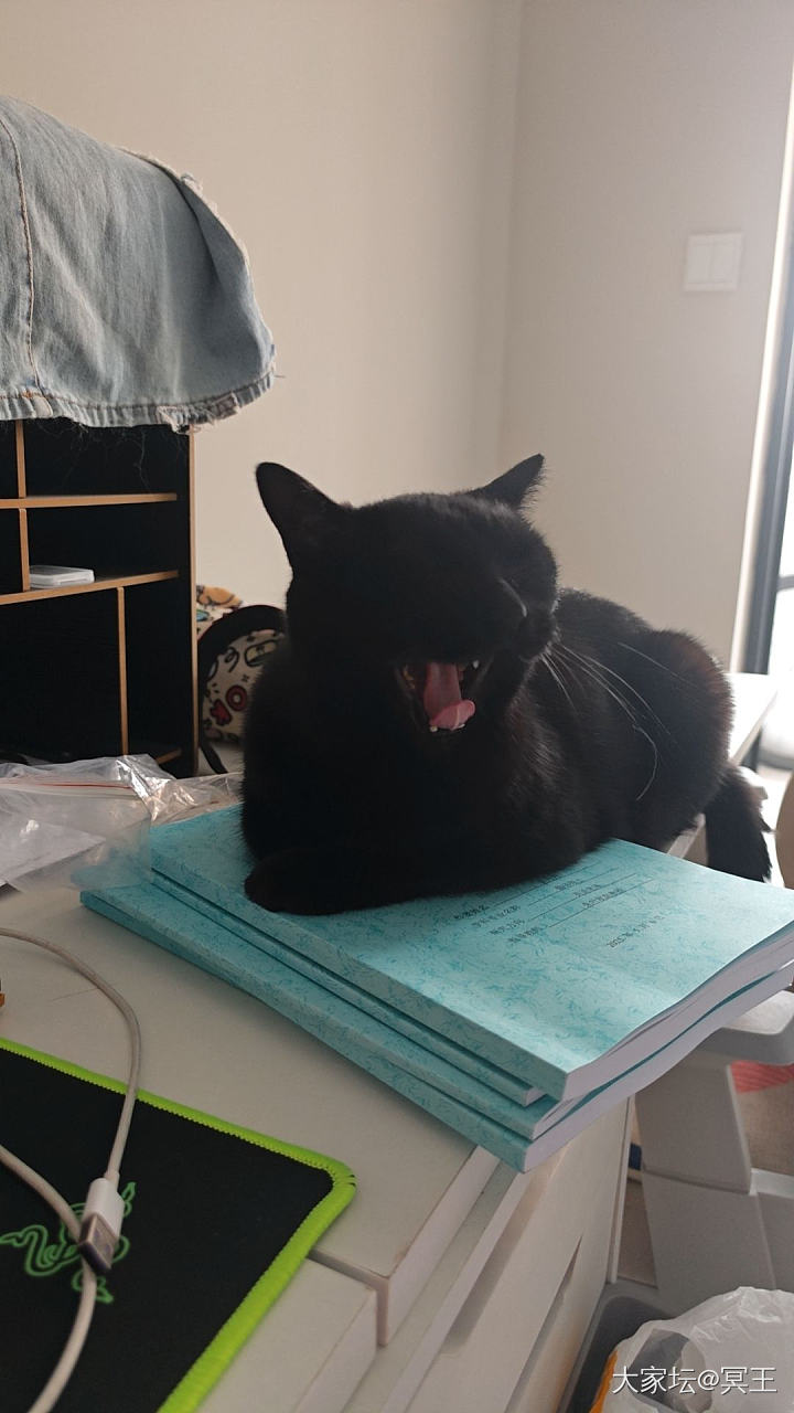 真想给它找个班上_猫宠物