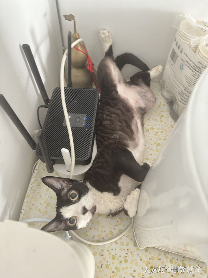 喊半天没找到在哪，回头突然发现露出一颗猫猫头😄_猫