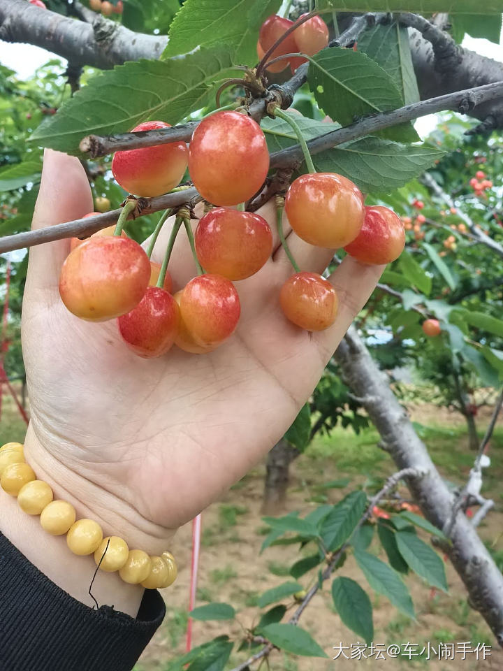 大樱桃呀大樱桃_品味