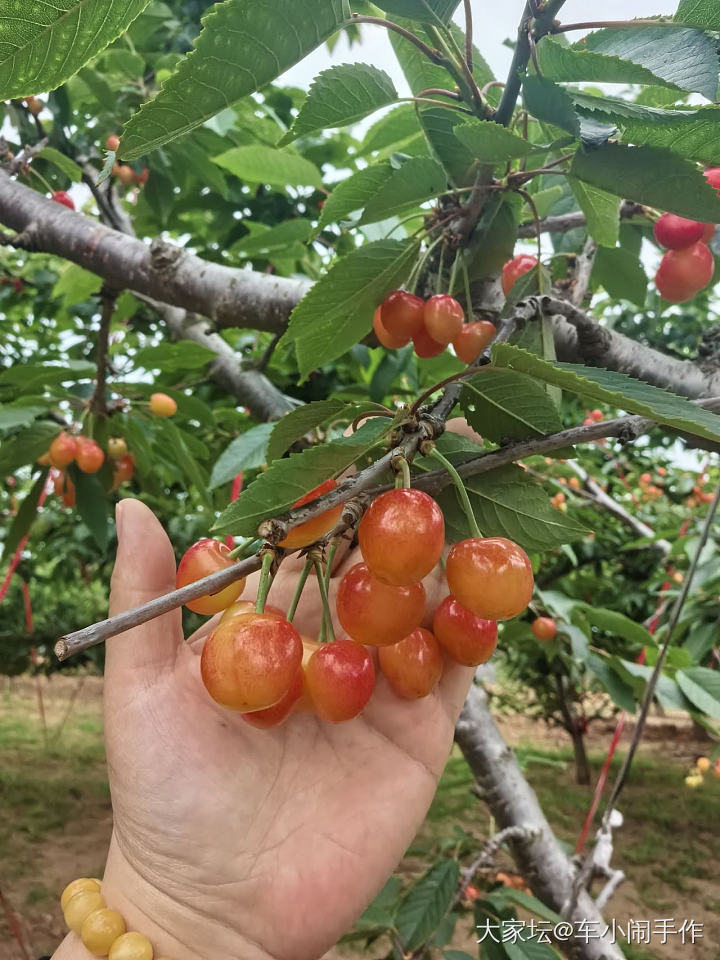 大樱桃呀大樱桃_品味
