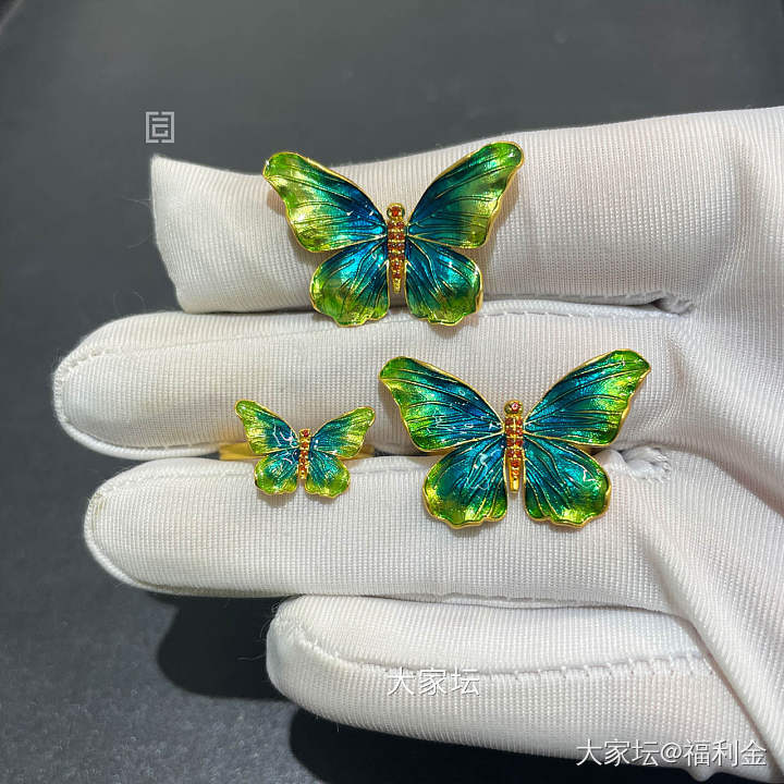 幻彩蝴蝶系列 拼团20250523期（5月24日下午三点截团）_金