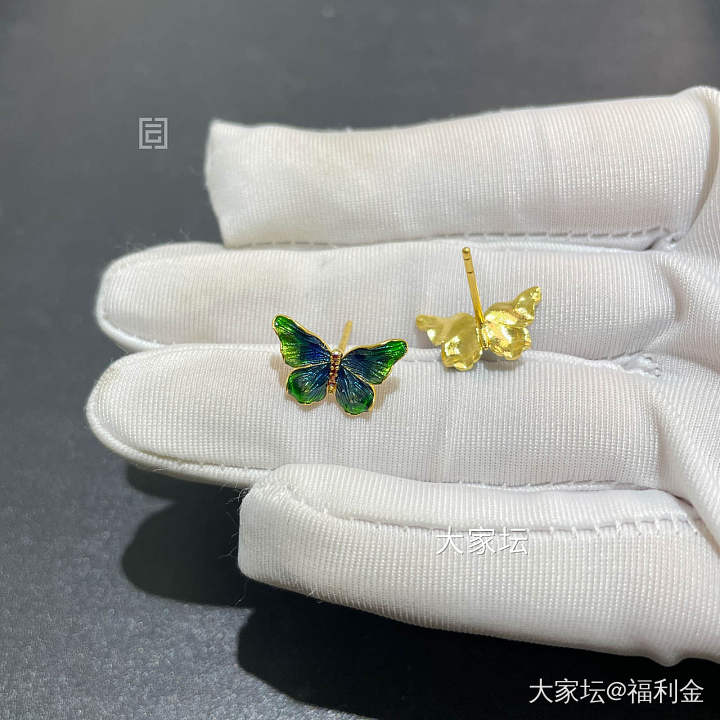 幻彩蝴蝶系列 拼团20250523期（5月24日下午三点截团）_金