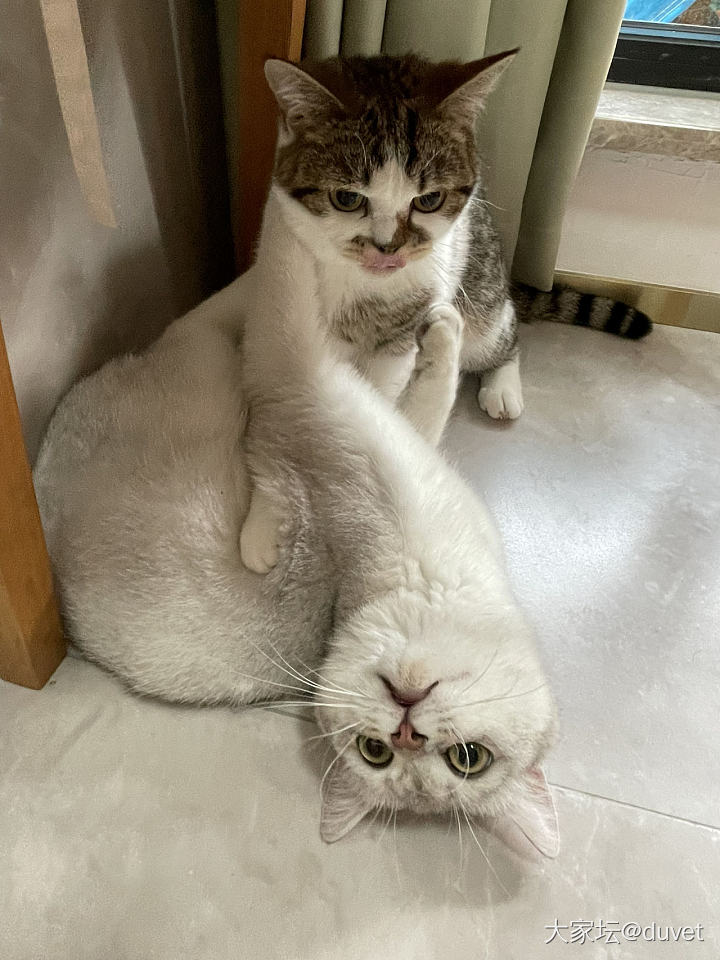 昨天拉偏架，今天看娘炮跟公公打架_猫