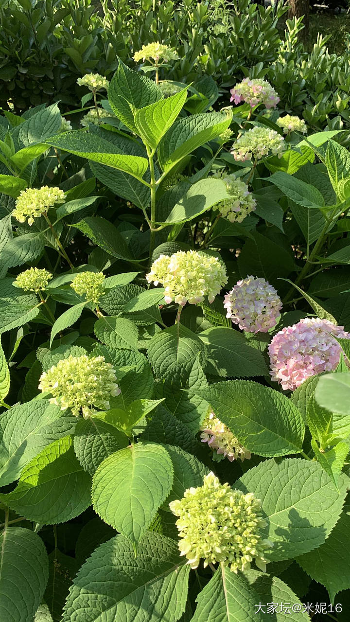 秀秀我的绣球吧_花