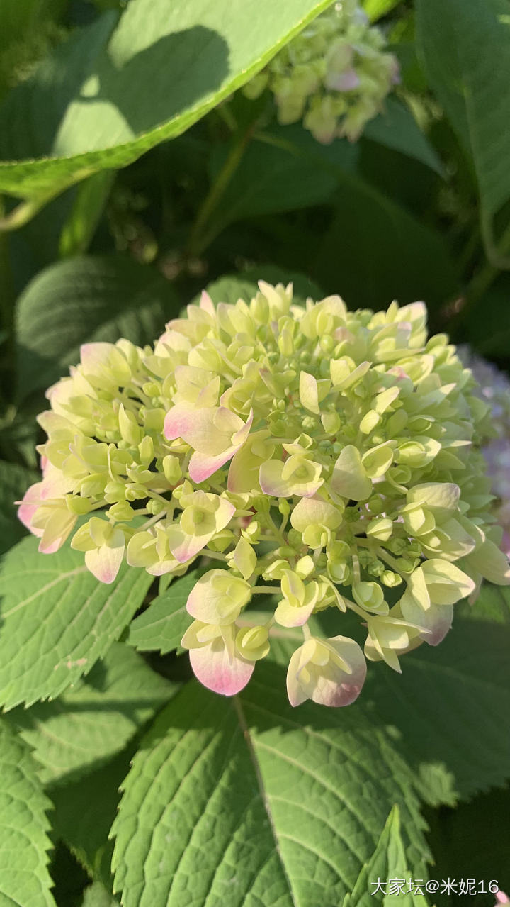 秀秀我的绣球吧_花
