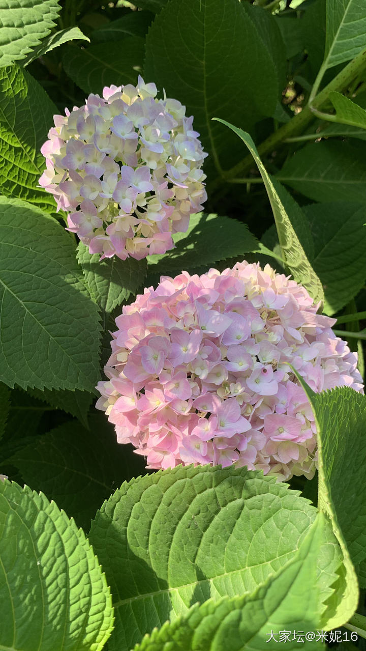 秀秀我的绣球吧_花