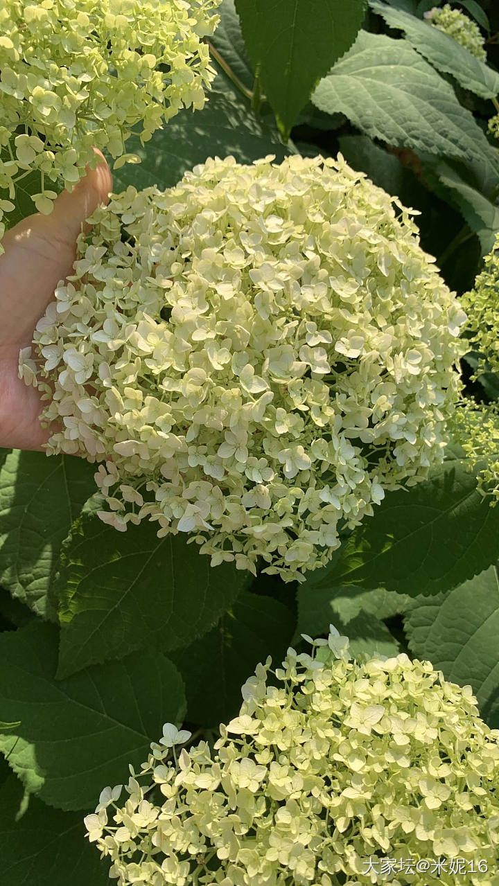 秀秀我的绣球吧_花