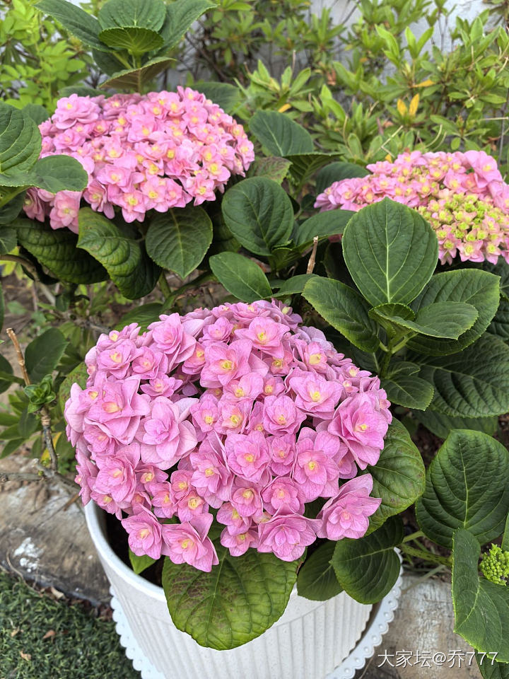 秀秀我的绣球吧_花